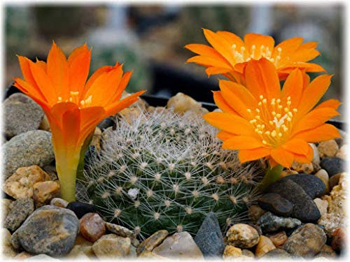 Genipap 100 Stück Pflanzensamen Kaktus Rebutia