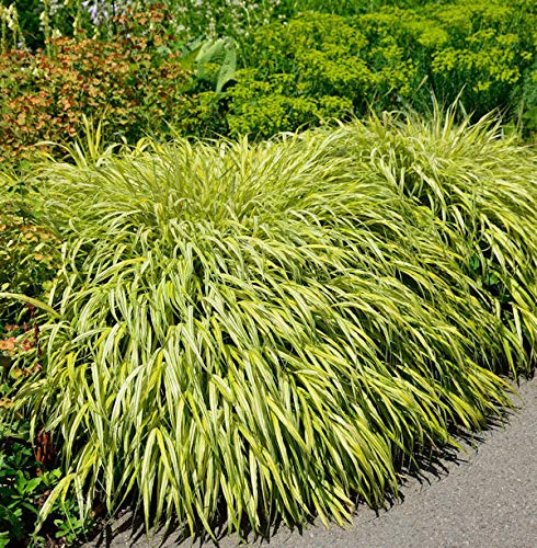 Japan Goldbandgras - großer Topf - Hakonechloa macra - lebende Gartenpflanze aus den Baumschulen