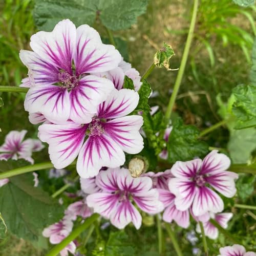 80 pcs wilde malve samen bio, winterharte pflanzen, bodendecker winterhart (Malva sylvestris) schnittblumen samen, zimmerpflanzen samen wildblumensamen, balkon wildblumen, winterharte