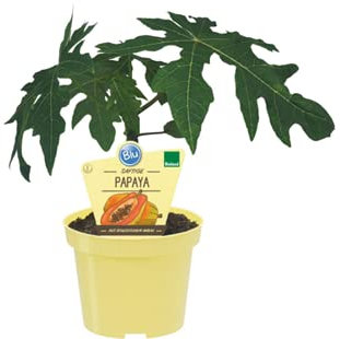 Gasa Papaya pianta di Carica Papaya su vaso cm 12 h 20/25cm