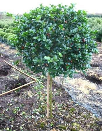amerikanische Hülse, Ilex meserveae Blue Princess - R - 80 cm Stammhöhe mit Ballen, Kugeldurchmesser ca. 30-40 cm