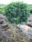 amerikanische Hülse, Ilex meserveae Blue Princess - R - 80 cm Stammhöhe mit Ballen, Kugeldurchmesser ca. 30-40 cm