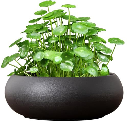 Kalastussaari Plantera de Lotus Bowl, Cuenco de Flores de Loto de cerámica de 7.4 Pulgadas, Maceta hidropónica sin Deslizamiento para Agua Lily Daffodil Suculento Fish Tank Office Hogar