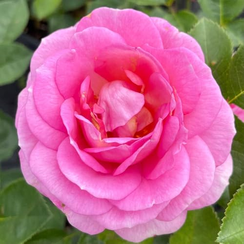 YouGarden Harkness Rose 'Special Mum' ®, Established Rose Plant in 4 Litre Pot, Ready to Plant, Ideal for Pots, Beds & Borders, Hardy Perennial Garden Plant Gift