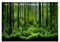 Aquarium Poster, PVC Klebebäume Dschungel Muster Reptilien Tank Terrarium Hintergrund Poster Reptilien Tank Dekoration(76 * 46cm)