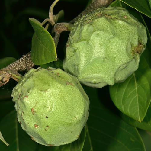 Vivai le Georgiche - Pianta vera di Annona cherimola Campas Cherimoya, Mela alla crema - altezza alla vendita 140-160 cm