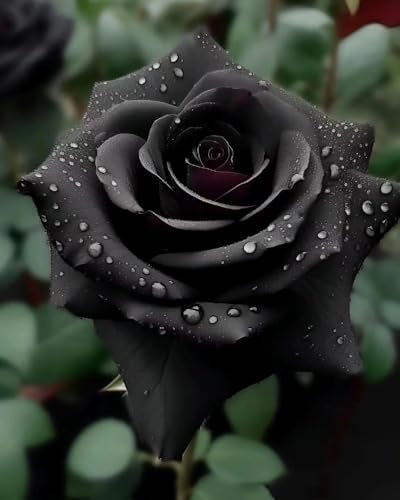 Schwarz Rosen Samen, 200+ Stück, Winterharte Mehrjährige Gartenblumen, Nicht-GMO Rosensamen für Garten