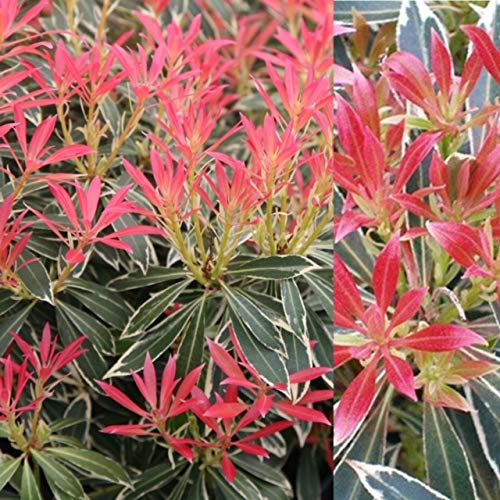 2 x Pieris Flaming Silver in 9cm Pots - Ready to Plant - Evergreen Shrubs