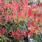 2 x Pieris Flaming Silver in 9cm Pots - Ready to Plant - Evergreen Shrubs