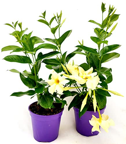 POWERS TO FLOWERS - DIPLADENIA GIALLA IN VASO 12cm, 2 PIANTE, piante vere