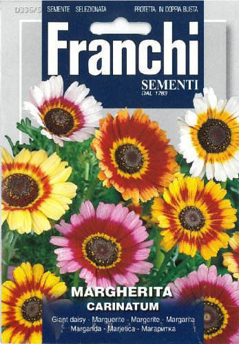 Franchi Chrysanthemum - Margherita carinatum - Giant daisy