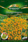 Orangen-Tagetes Orange von Quedlinburger Saatgut