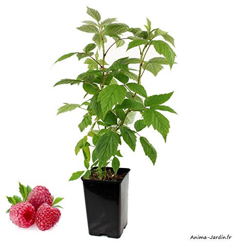 Framboisier remontant Héritage, arbuste à petits fruits, pot 1,3 L