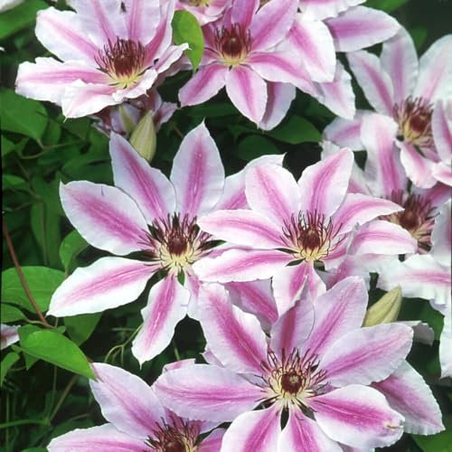 Clematis 'Nelly Moser'. 9cm Plant x 2. Large, Pink & White Flowers. Climbing Perennial for Trellis & Arches. Available from Bedwen Plants