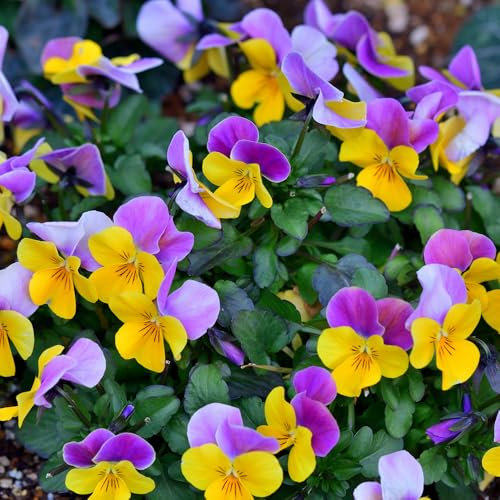 Viola Bambini Mixed Seeds – Compact & Colourful Blooms – Create Stunning Displays - Hardy Perennial – for Your Beautiful Garden