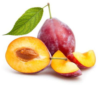 Plum Trees, 'Victoria', 2 x Full Plants in 10 Litre Pots, Plums, Large Plants, 1.4m-1.6m Height, Fruit, Garden Ready and Ready to Plant, Premium Quality Fruit Trees