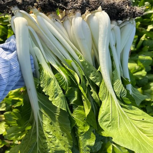 semi di pak choi giardino decorazione esterna balcone interno 400pcs