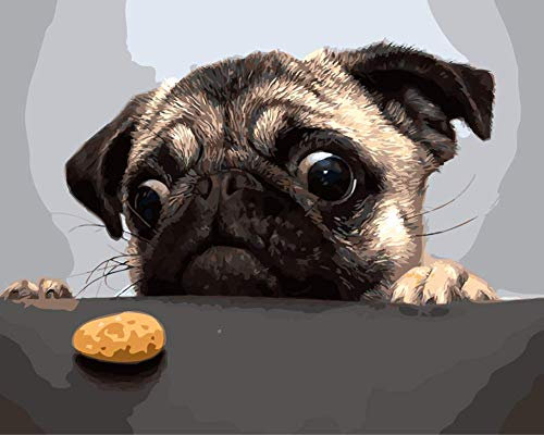 WOWDECOR DIY Malen nach Zahlen für Erwachsene Kinder Mädchen, Hund Hungrig Schön Plätzchen 40x50cm Vorgedruckt Leinwand-Ölgemälde (mit Rahmen)