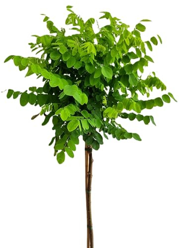 Kugelakazie 'Robinia Umbraculifera' Hochstamm 80-100 cm Höhe Winterhart Freilandaufzucht