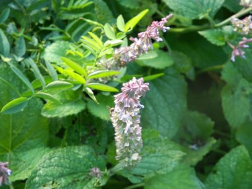 6x Muskatellersalbei - Salvia Sclarea | 9x9 cm pot (tweejarige plant)