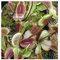 Dionaea mix - Venusfliegenfalle - 5 Samen