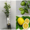 Zitronenpflanze für 4 Jahreszeiten im Topf, 18 cm, Citrus of Sicilia, H 140 cm