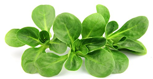 Semi VALERIANA D'OLANDA In Busta Ermetica MADE IN ITALY Qualità superiore con 95% di germogliazione con istruzioni