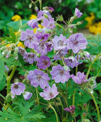 Geranium renardii 'Terre Franche' 9 cm Topf – Winterhart, Mehrjährig, Pflegeleicht – Storchschnabel – Bodendecker für Steingarten & Beet