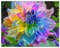 Dahlien Zwiebeln,Winterhart Mix Dahlienknollen,Dahlien Knollen Winterhart,Dahlien Knollen GroßBlumig,Dahlien Zwiebeln Winterhart,Winterhart MehrjäHrig-2knollen-k