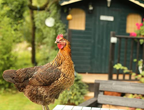 hansepuzzle 29731 - Huhn Puzzle 1000 Teile - Tierwelt-Puzzle mit hochwertiger Aufbewahrung: Kartonbox und wiederverschließbarem Beutel - Format 60 × 46 cm