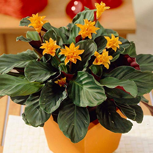 Calathea Crocata Indoor Plant - 'Eternal Flame' Indoor Office Shrub in 14cm Pot
