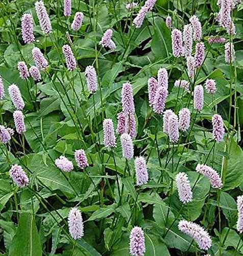 Knöterich Superba - Persicaria bistorta