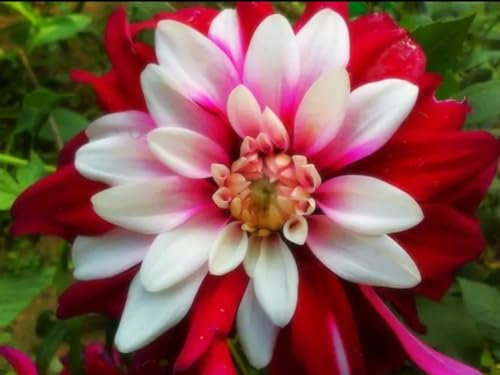 Dahlien Knollen Dahlien knollen winterhart Dahlien zwiebeln Dahlien knollen kaufen Dahlien knollen rot