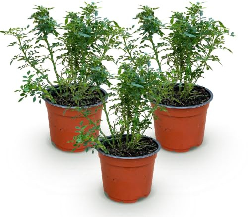 Plantas de Rosal Rosa Cutie Pie, para Jardín y Terraza, Rosa, Pack de 3