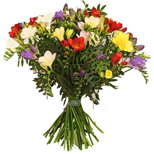 Flora Trans- Blumenstrauß mit frischen Freesien -Blütenduft- zum Muttertag - Geburtstag - Lieferung innerhalb 1-2 Werktage