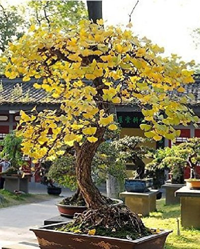 Plantas de follaje antiguas mágicas bonsai baratas, macetas de oro amarillo en maceta, semillas de ginkgo biloba 5 semillas/lote