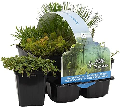 Bloomique - Lot de 6 - Plantes de bassin oxygénantes - Hippuris - Hydrocotyle - Lilaeopsis - Myriophyllum - Rotala - Scirpus - Zone de bassin 5-15-25 cm de haut - Pot 9 cm