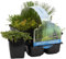 Bloomique - Lot de 6 - Plantes de bassin oxygénantes - Hippuris - Hydrocotyle - Lilaeopsis - Myriophyllum - Rotala - Scirpus - Zone de bassin 5-15-25 cm de haut - Pot 9 cm