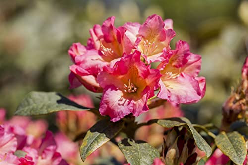 Rhododendron yak. 'Barbarella' 25-30 cm - Rhododendron, rosa Blüten, Blütezeit Mai-Juni, ideal für Halbschatten, immergrün, winterhart