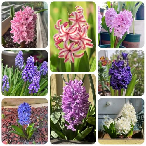 5 pz Bulbi di giacinto resistenti - I bulbi da fiore sono perenni, resistenti Giacinto orientalis - vaso bonsai per purificare l'aria piante da appartamento Piante da giardino moderne