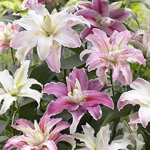 Lot de 10 bulbes de lys orientaux sans pollen