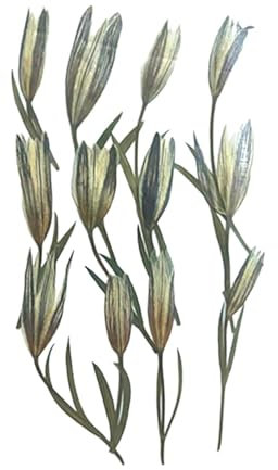 Baoblaze 12x echte gepresste Blumen, getrocknete gepresste Lilien, getrocknete Blumen, getrocknete gepresste Blumen für Tischlampe, Scrapbooking, Kerze, Seife,