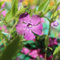 24 x Jungfernkraut Immergrün 'Atropurpurea' - Vinca minor 'Atropupurea' Topf 9x9cm, für 3m² : Ein robuster, immergrüner Bodendecker mit purpurroten Blüten
