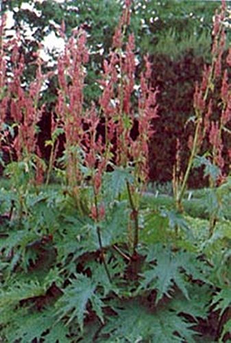 Semi Rheum Palmatum tanguticum Große rote Staude