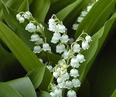 Lily of The Valley (Convallaria Majalis) Plant in a 13cm Pot