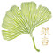 Gingko Blatt Schablone 16,51 x 16,51 cm (S) - Orientalische Blätter asiatisch chinesische Zeichen japanische Blatt Wand Schablonen