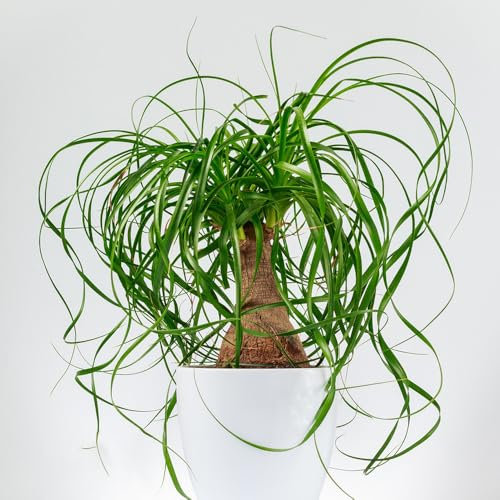 10 pcs elefantenfuß pflanze samen - winterharte stauden balkon pflanzen zimmerpflanzen pflanzen für garten bonsai samen balkonpflanzen kübelpflanzen steingarten pflanzen deko pflanzen