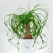 10 pcs elefantenfuß pflanze samen - winterharte stauden balkon pflanzen zimmerpflanzen pflanzen für garten bonsai samen balkonpflanzen kübelpflanzen steingarten pflanzen deko pflanzen