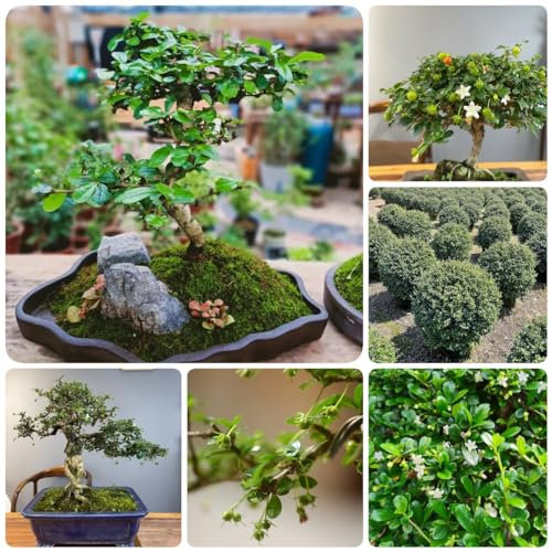200 Pcs Bonsai Fukientee Samen - Bonsai Tree Bäume Pflanzen, Bio Saatgut Gartensamen (Carmona Microphylla) Geschenke Winterharte Pflanzen, Grünpflanzen Zimmerpflanzen Indoor Garden