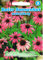 Roter Sonnenhut (Portion) (Echinacea purpurea), mehrjährig